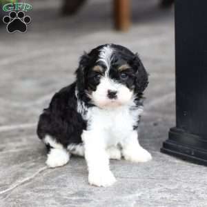 Copy of Miles, Cavapoo Puppy